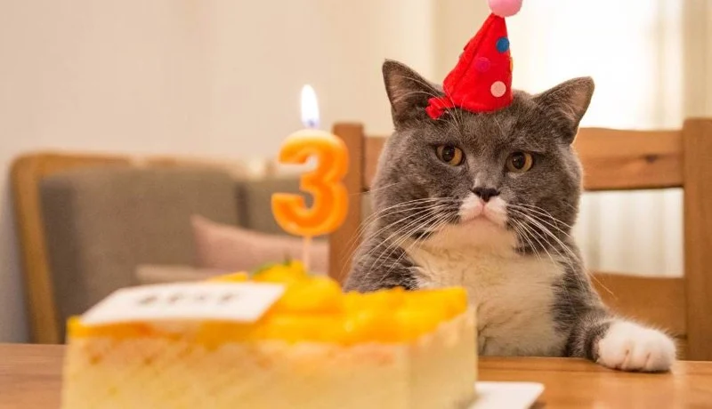 How to Celebrate Your Cat's Birthday - Fun Ideas for Your Feline Friend