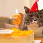 How to Celebrate Your Cat's Birthday - Fun Ideas for Your Feline Friend