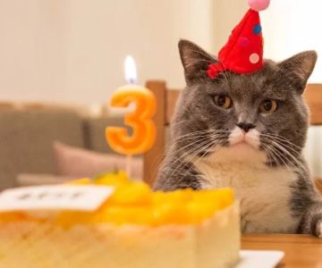 How to Celebrate Your Cat's Birthday - Fun Ideas for Your Feline Friend