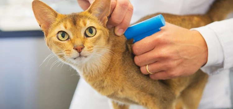 The Best Microchipping Age for an Outdoor Kitten: Protect Your Pet Early