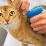 The Best Microchipping Age for an Outdoor Kitten: Protect Your Pet Early