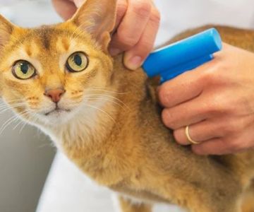 The Best Microchipping Age for an Outdoor Kitten: Protect Your Pet Early