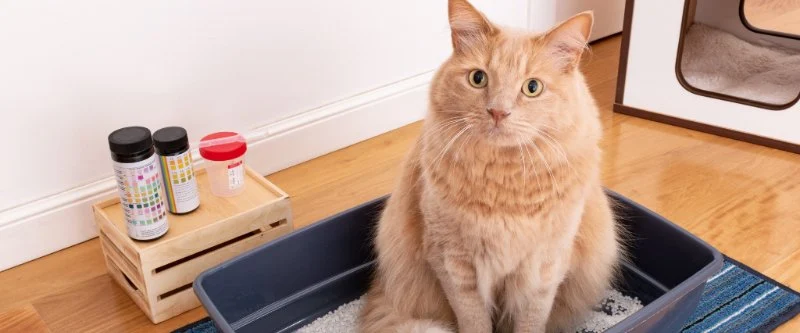 The Best Diets for Cats with Urinary Crystals or Stones: Expert Recommendations