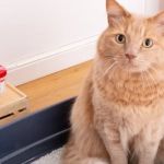 The Best Diets for Cats with Urinary Crystals or Stones: Expert Recommendations