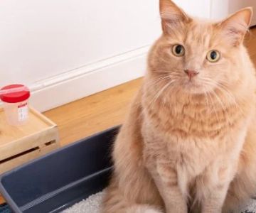 The Best Diets for Cats with Urinary Crystals or Stones: Expert Recommendations