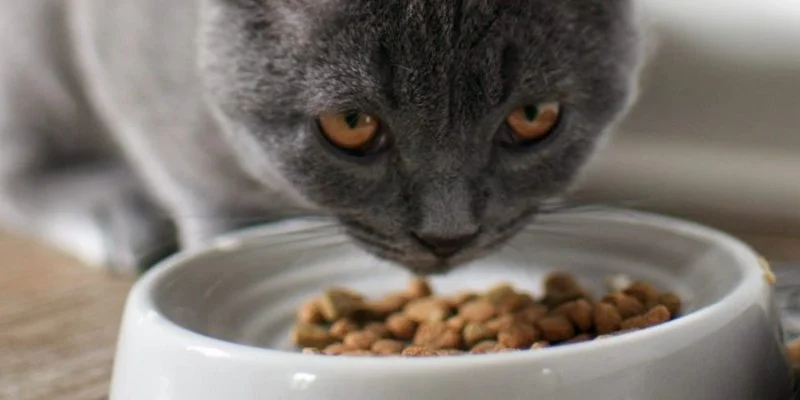 The Best Diet for a Scottish Fold Kitten's Joint Health