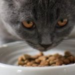 The Best Diet for a Scottish Fold Kitten's Joint Health