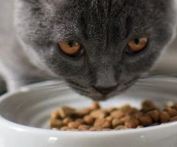 The Best Diet for a Scottish Fold Kitten's Joint Health