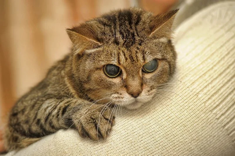 How to Tell if Your Kitten is Blind: Key Signs and What to Do