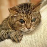 How to Tell if Your Kitten is Blind: Key Signs and What to Do