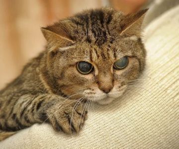 How to Tell if Your Kitten is Blind: Key Signs and What to Do