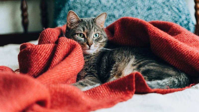 How to Stop a Kitten from Suckling on Blankets