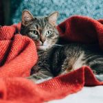 How to Stop a Kitten from Suckling on Blankets