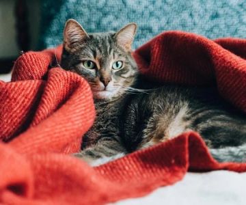 How to Stop a Kitten from Suckling on Blankets