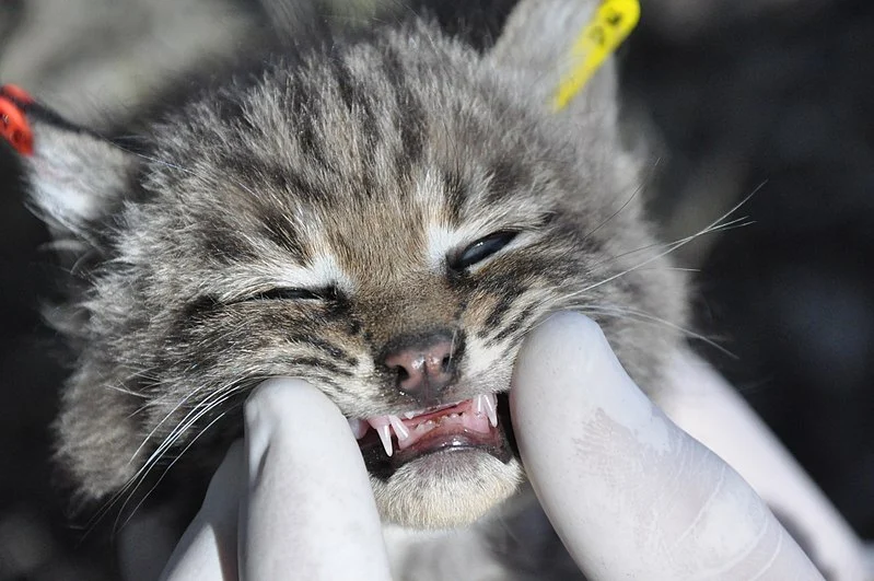 The Best Toys for a Kitten's Teething Pain - Omnia Pet