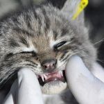 The Best Toys for a Kitten's Teething Pain - Omnia Pet