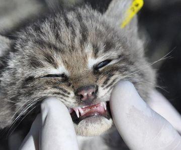 The Best Toys for a Kitten's Teething Pain - Omnia Pet
