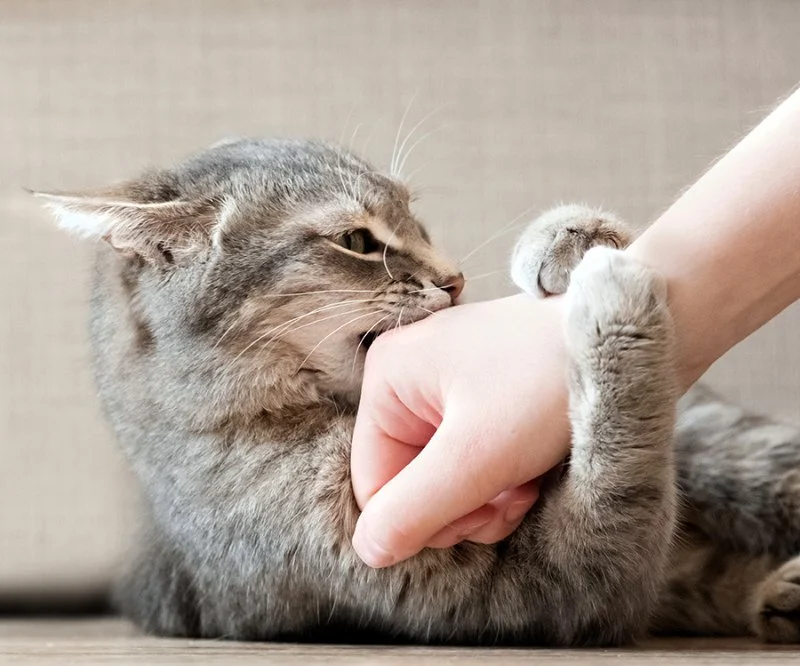 Why Does My Kitten Bite My Fingers? Play Aggression Explained