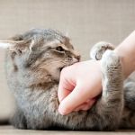 Why Does My Kitten Bite My Fingers? Play Aggression Explained