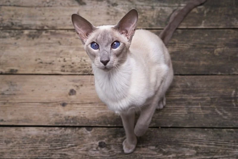 The Top 10 Most Vocal Cat Breeds That Love to Talk
