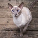 The Top 10 Most Vocal Cat Breeds That Love to Talk