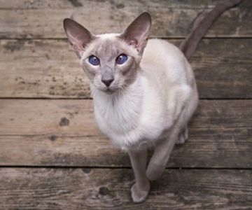 The Top 10 Most Vocal Cat Breeds That Love to Talk