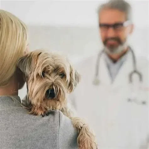 The Truth About Heartworm Disease: Prevention is Cheaper Than Cure