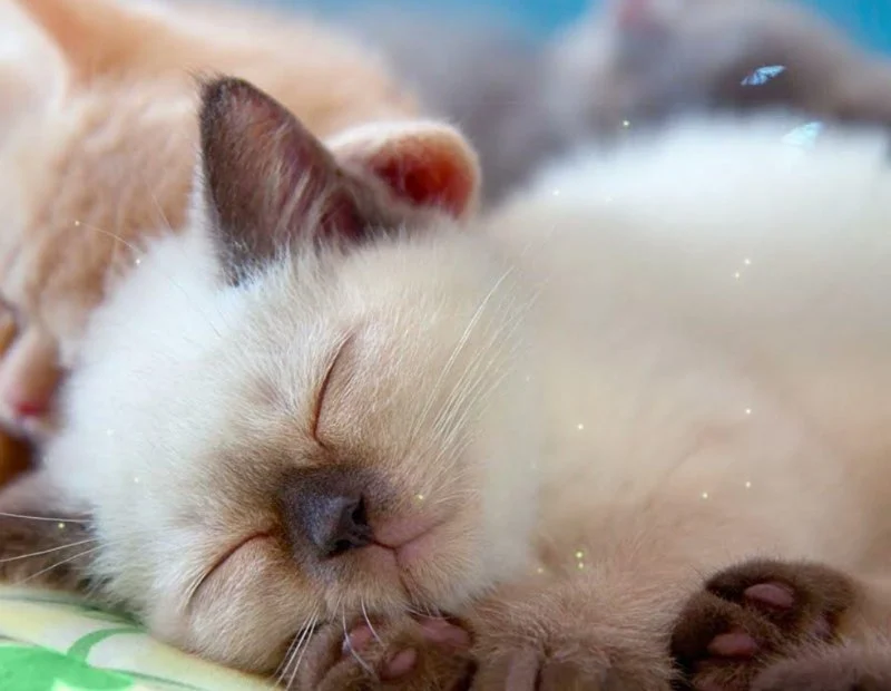 The Best Music for Cats to Reduce Anxiety When Home Alone