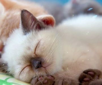 The Best Music for Cats to Reduce Anxiety When Home Alone