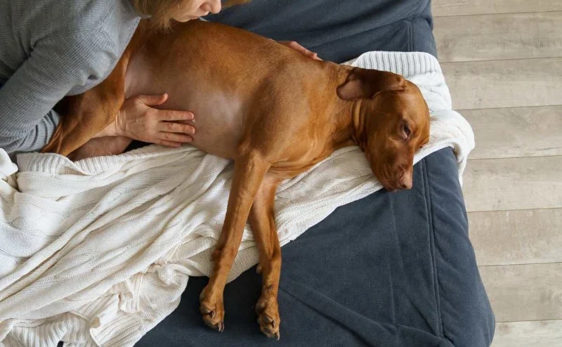 Signs of Bloat in Dogs (GDV): This is a Life-Threatening Emergency