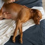 Signs of Bloat in Dogs (GDV): This is a Life-Threatening Emergency