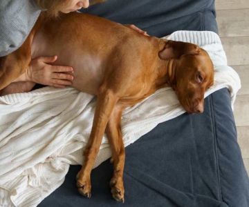 Signs of Bloat in Dogs (GDV): This is a Life-Threatening Emergency