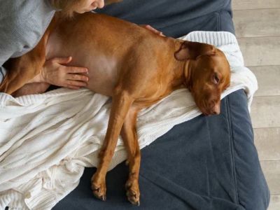 Signs of Bloat in Dogs (GDV): This is a Life-Threatening Emergency