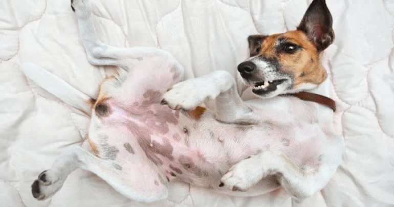 Why Is My Dog's Stomach Making Noises? Borborygmi Explained