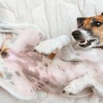 Why Is My Dog's Stomach Making Noises? Borborygmi Explained