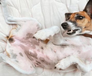 Why Is My Dog's Stomach Making Noises? Borborygmi Explained