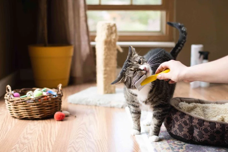 The Best Pet-Safe Cleaning Products for Kitten Homes