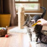 The Best Pet-Safe Cleaning Products for Kitten Homes