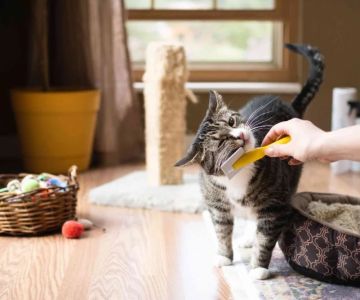 The Best Pet-Safe Cleaning Products for Kitten Homes