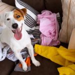 Why Does My Dog Sleep on My Clothes? The Scent Explanation