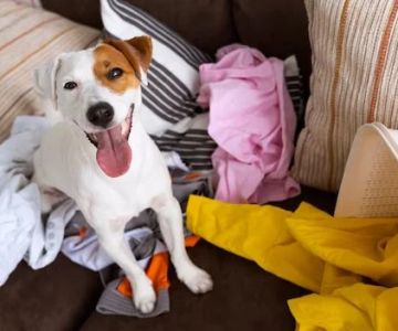 Why Does My Dog Sleep on My Clothes? The Scent Explanation
