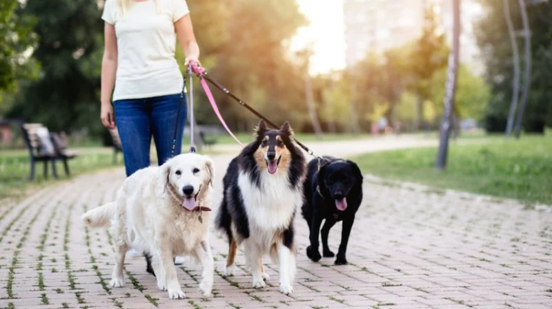 How to Start a Pet Sitting or Dog Walking Business