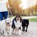 How to Start a Pet Sitting or Dog Walking Business
