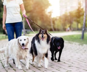 How to Start a Pet Sitting or Dog Walking Business