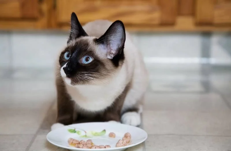 The Best Diet for a Siamese Kitten's Sensitive System
