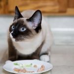 The Best Diet for a Siamese Kitten's Sensitive System