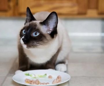 The Best Diet for a Siamese Kitten's Sensitive System