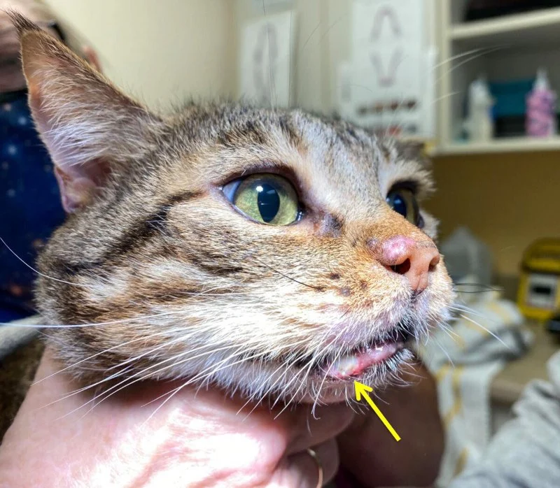 How to Help a Kitten with a Cold Sore: Essential Tips for Cat Owners