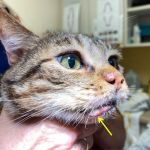 How to Help a Kitten with a Cold Sore: Essential Tips for Cat Owners