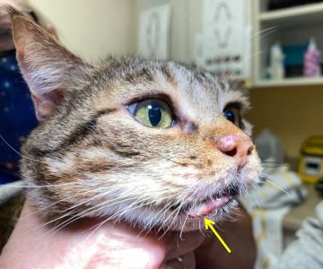 How to Help a Kitten with a Cold Sore: Essential Tips for Cat Owners